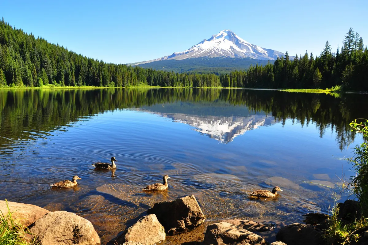 A breathtaking view of a serene lake nestled below the majestic Mount Hood, with ducks gliding across the water, surrounded by dense forest. The mountain rises dramatically in the background, hinting at the proximity of outdoor adventure and natural beauty.