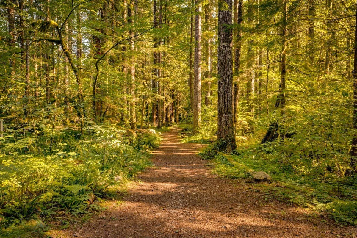 A serene wooded trail winds through tall tree trunks, with sunlight filtering softly through the foliage. The pathway invites exploration and quiet strolls, capturing the essence of nature walks and outdoor playtime just steps away from the cabin.