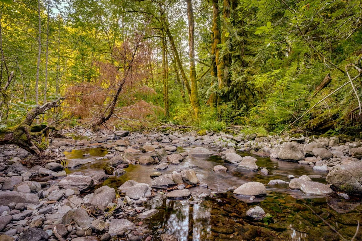 A gentle stream flows between rocks, bordered by trees, creating a tranquil creekside setting. The scene evokes the sounds of bubbling water and the inviting possibility of family splashes or moments of reflection in nature.